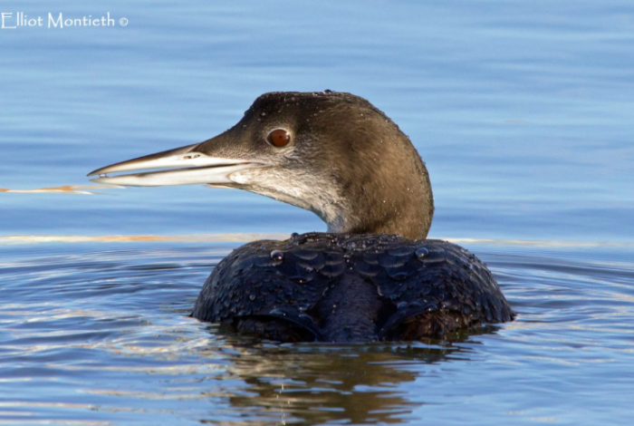 Great Northern Diver courtesy of @Elliot_Montieth
