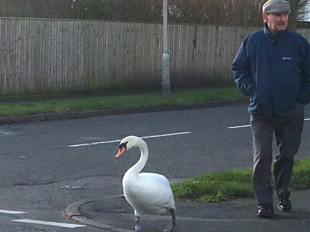 Gertrude and her rescuer cross Birkenhead Road, Meols