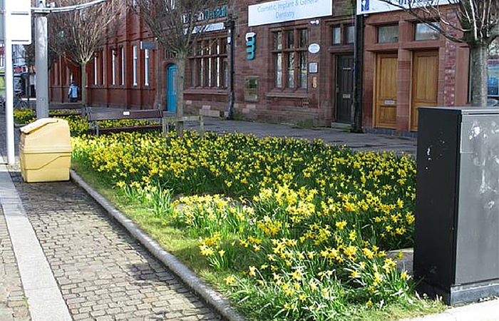 Daffodils decorate Hoylake thanks to Hoylake and Meols in Bloom