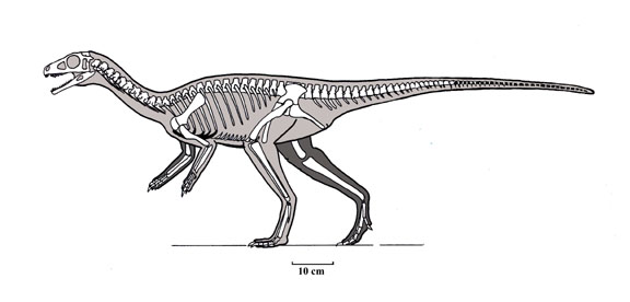 A drawing of the skeleton of the West Kirby dinosaur