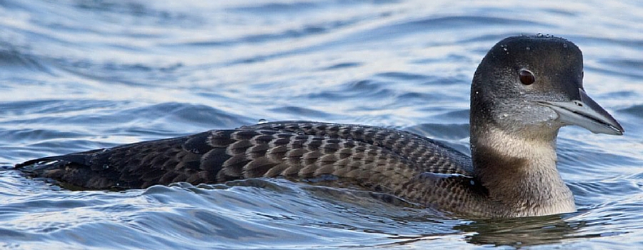Featured image Great Northern Diver courtesy of @Elliot_Montieth