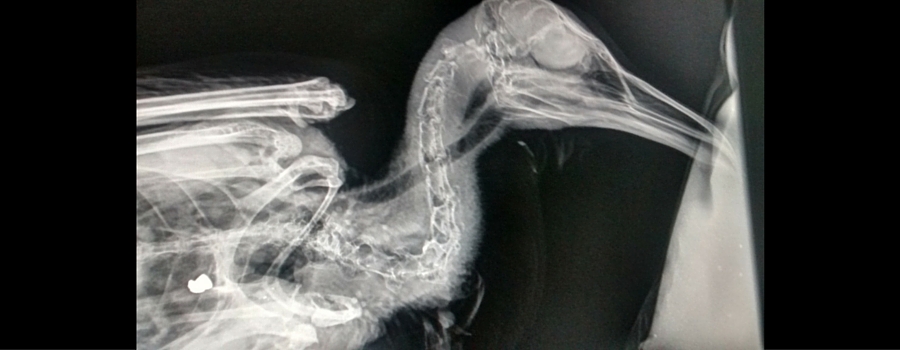 Bird X-ray